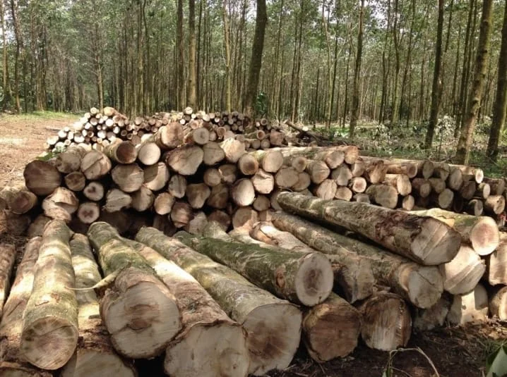 Meliga Wood. Madera de alta calidad proveniente de bosques gestionados de manera sostenible, ideal para diversas aplicaciones.